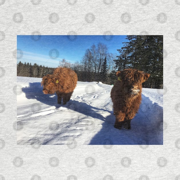 Scottish Highland Cattle Calves 1695 by SaarelaHighland